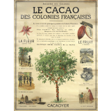 Le cacao des colonies françaises