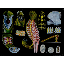 Hirudo medicinalis. Blutegel.