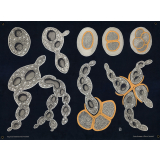 Saccharomyces cerevisiae. Bierhefepilz.