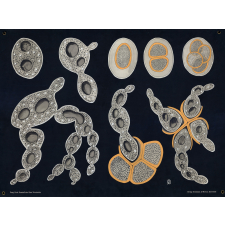 Saccharomyces cerevisiae. Bierhefepilz.