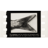 Cours visuel de sciences - Les poissons : le hareng