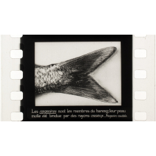 Cours visuel de sciences - Les poissons : le hareng