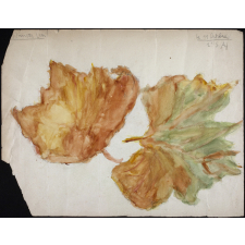 étude de feuilles