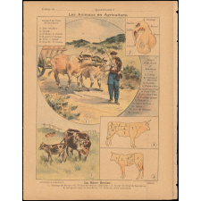 La race bovine