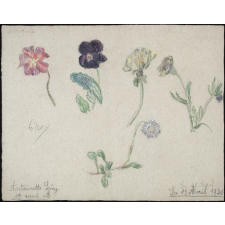 étude de fleurs.