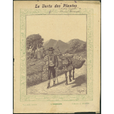 L'oranger - La vertu des plantes
