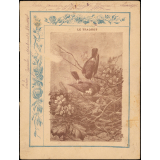 Le traquet