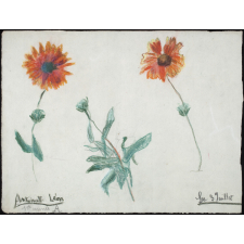 étude de fleurs