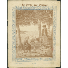 Le pin - La vertu des plantes
