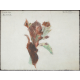 étude de feuilles