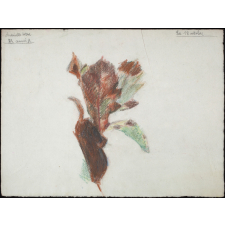 étude de feuilles