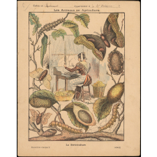 La sériciculture