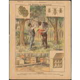 L'apiculture