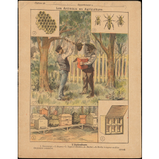 L'apiculture