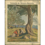 1. Histoire d'un arbre : l'Olivier