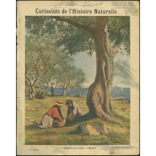 1. Histoire d'un arbre : l'Olivier
