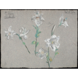 étude de fleurs