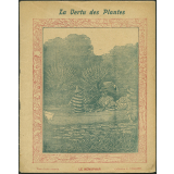 Le nénuphar- La vertu des plantes
