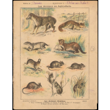 Les animaux nuisibles