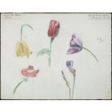 étude de fleurs.