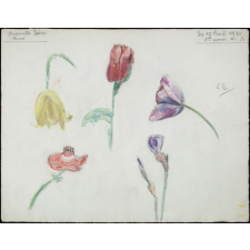 étude de fleurs.