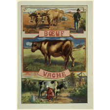 Ecoles communales de Lyon - Récompense scolaire - Boeuf - Vache.