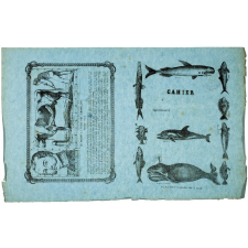 Poissons et cétacés - Le dessin à l'usage des commençants.
