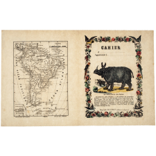 Le Rhinocéros des Indes - Carte de l'Amérique du Sud.