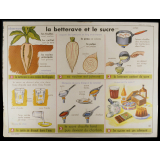 Tableaux de sciences. Lecons de choses. N°5 : La noix / N°6 : La betterave.