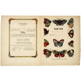 Papillons - Sytème métrique.