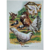 Les animaux