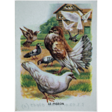Les animaux