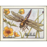 Bons points en images. Séries sur les insectes
