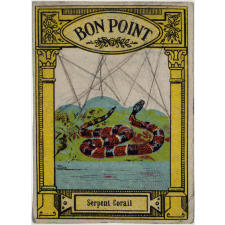 Serpent corail