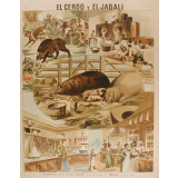Tableau mural. El cerdo y el jabali.