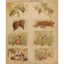 Tableau mural. La japala y la zarzaparrilla.