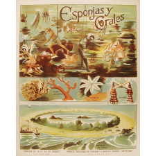 Tableau mural. Esponjas y corales.