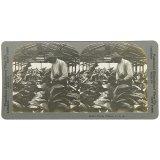 Florida Tobacco, U.S.A. 