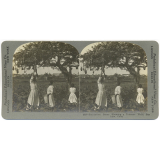 Plantation Scene Showing a Tobacco Field, San Luis, Cuba.