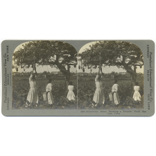 Plantation Scene Showing a Tobacco Field, San Luis, Cuba.