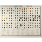 Le Collectionneur d'insectes.