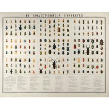 Le Collectionneur d'insectes.