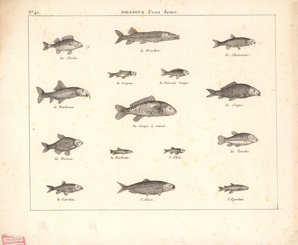 Poissons d'eau douce. 