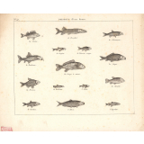Poissons d'eau douce. 