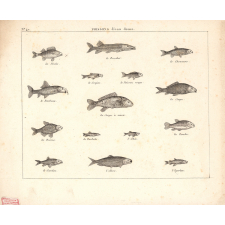 Poissons d'eau douce.