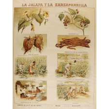Tableau mural. La jalapa y la zarzapparrilla.