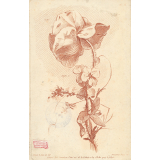 Giroflée. Coquelicot.