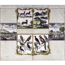 Description des quadrupèdes, oiseaux & reptiles les plus curieux qui se trouvent dans la guinée dessinez sur les lieux d'après le naturel. Tome VI, N° 13, Pag. 32.