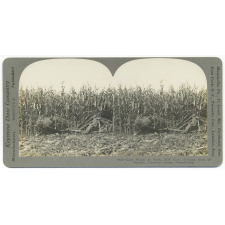 Corn Binder at Work, Side View, Showing Rows of Bundles, Crawford County, Pennsylvannia.