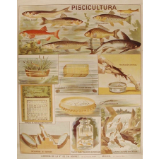 Tableau mural. Piscicultura.